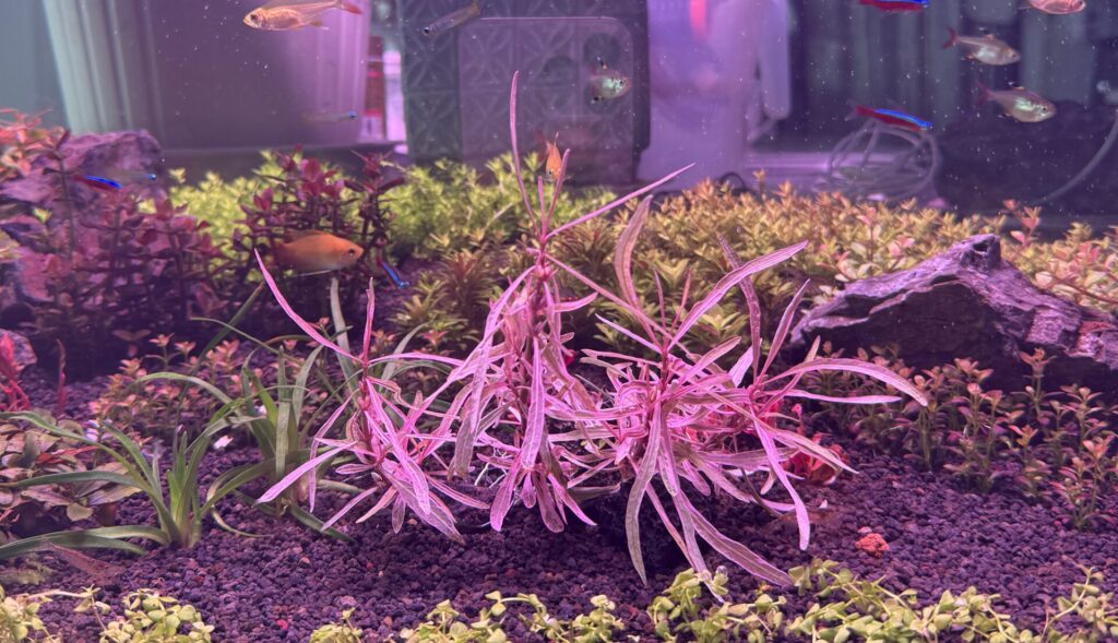 水上葉のハイグロフィラspチャイを砂利底床の水槽へ植えました