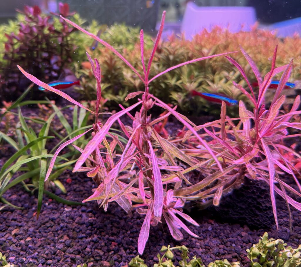 水上葉植え付け2日目のハイグロフィラspチャイ
