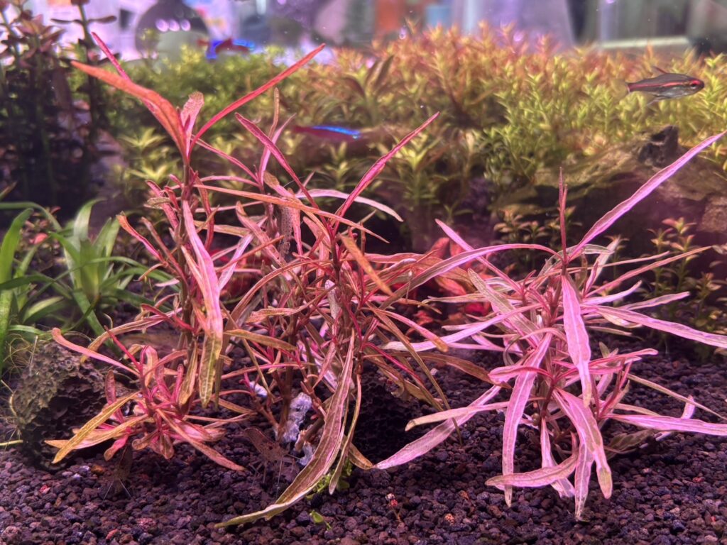 砂利底床に植えて11日目のハイグロフィラspチャイ