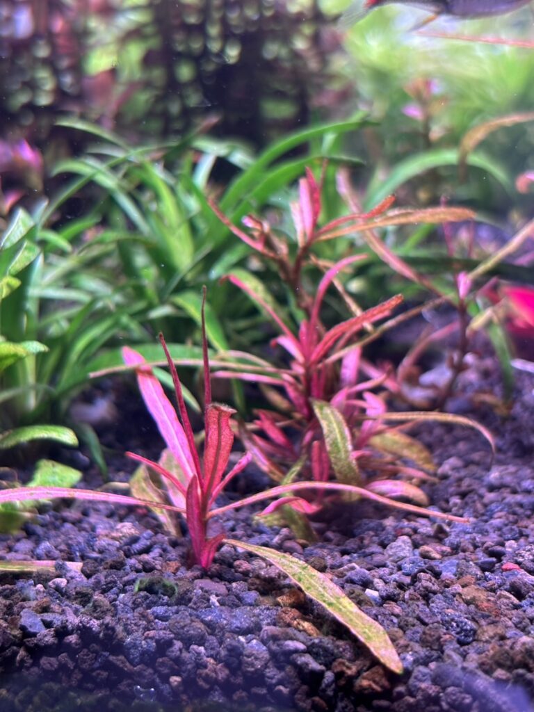砂利底床植栽34日目のハイグロフィラspチャイ