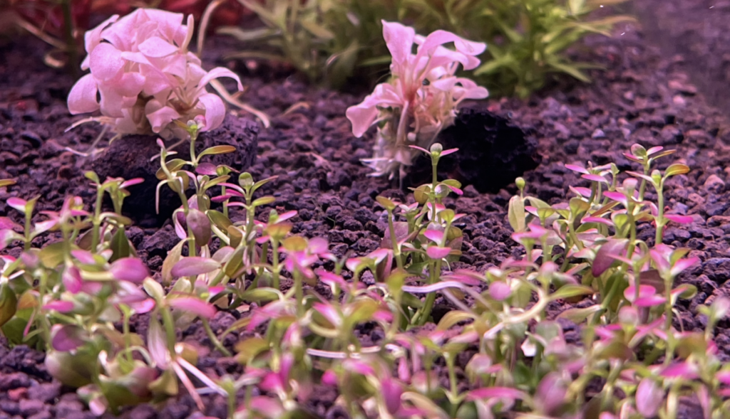 砂利底床に植え付けて1週間目のロタララモシオールフロリダサンセット