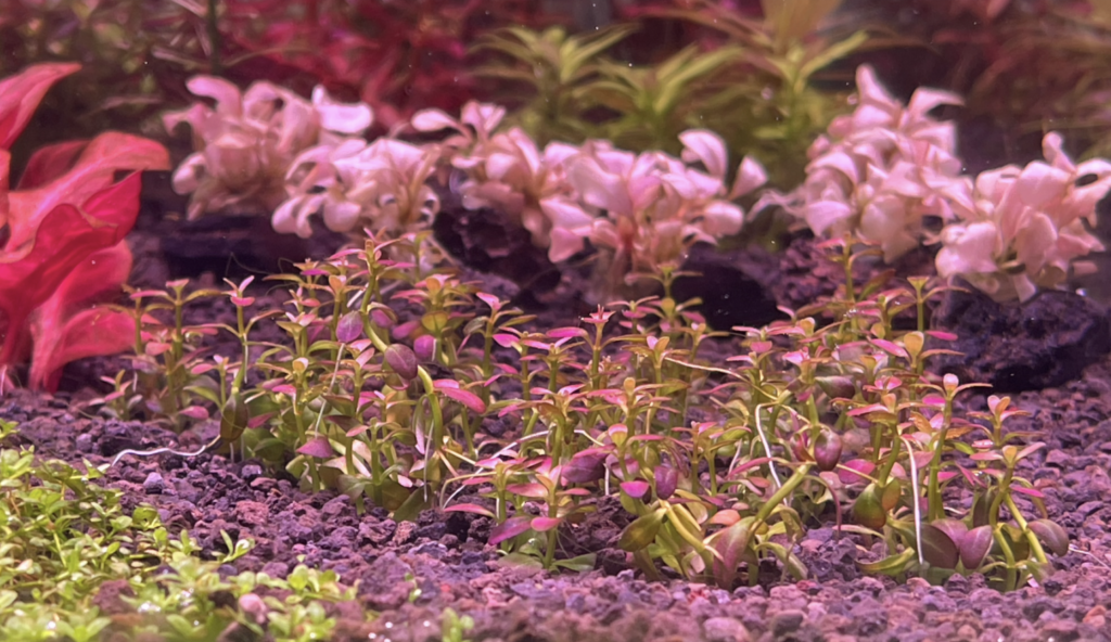 砂利底床に植えて5日目のロタララモシオールフロリダサンセット