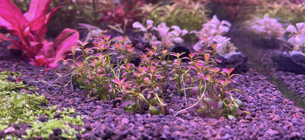 砂利底床に植えて10日目のロタララモシオールフロリダサンセット