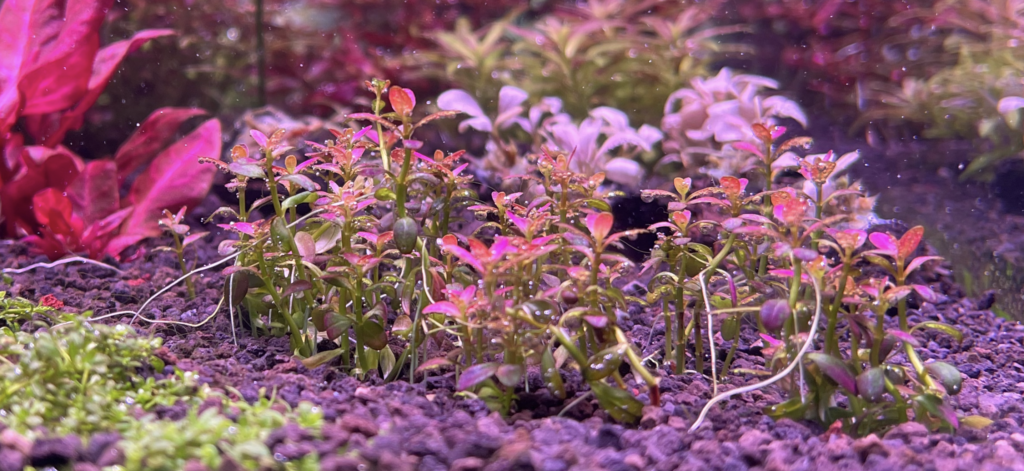 砂利底床に植えて2週間目のロタララモシオールフロリダサンセット
