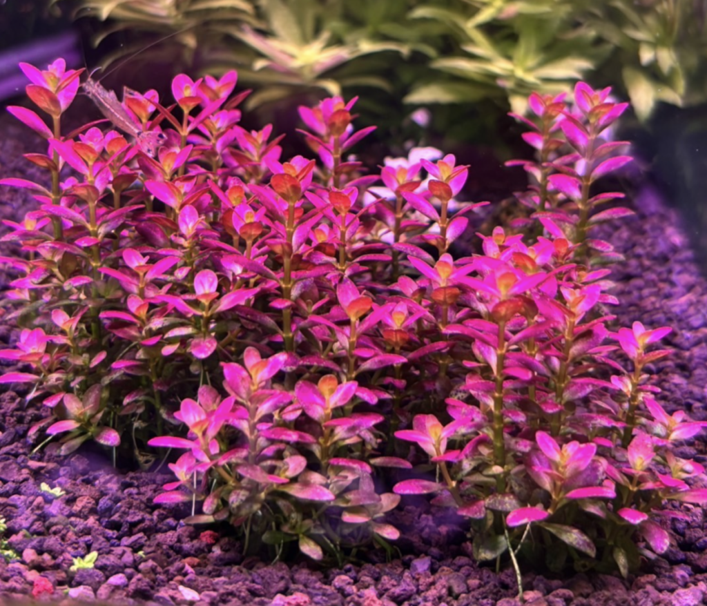 砂利底床に植えて1か月目のロタララモシオールフロリダサンセット
