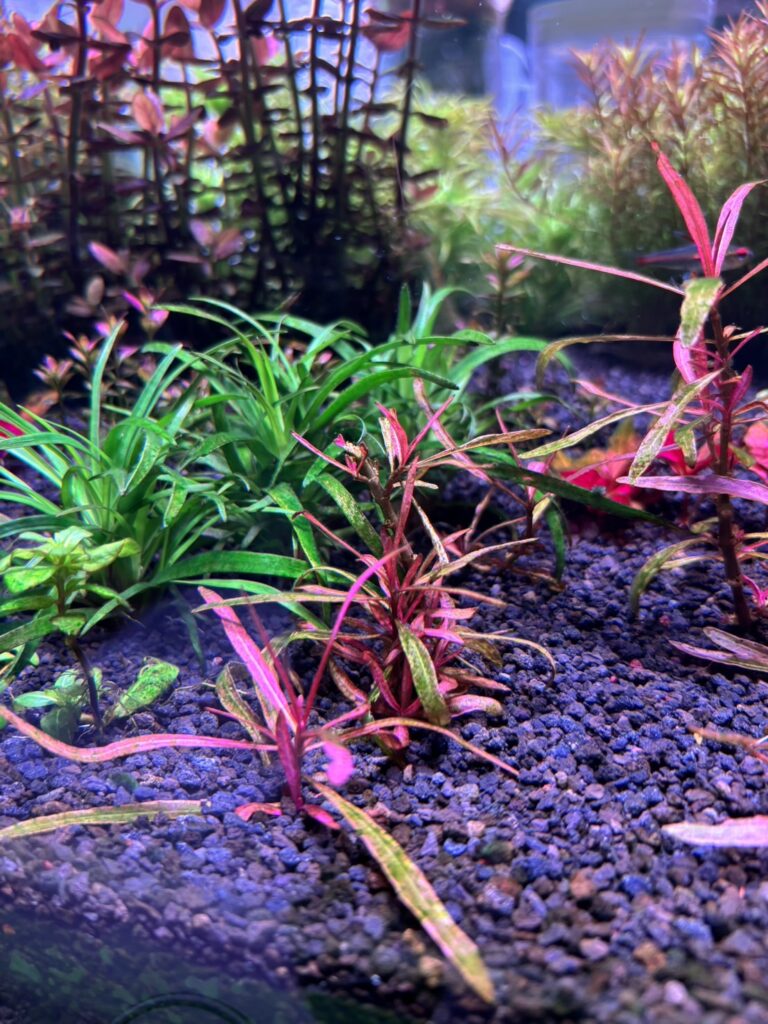 砂利底床に植えて30日目のハイグロフィラspチャイ