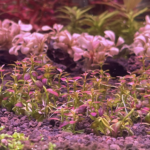 砂利底床の水草を健全に育成するには初期肥効（元肥）をいかに効かすかが重要