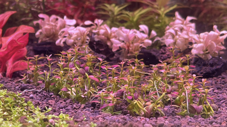 砂利底床に植えて5日目のロタララモシオールフロリダサンセット