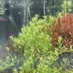 グリーンロタラを密植せず真っ直ぐ垂直に育てる簡単な方法