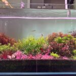 ロタラのカリウム過多、不足時に発現する萎縮や白化はカリウムが原因ではない？